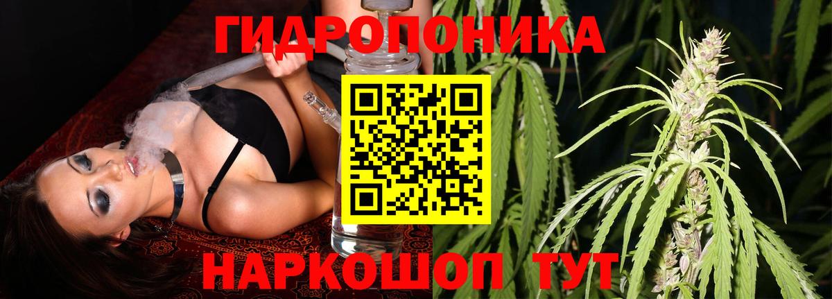 Конопля гибрид Сорочинск